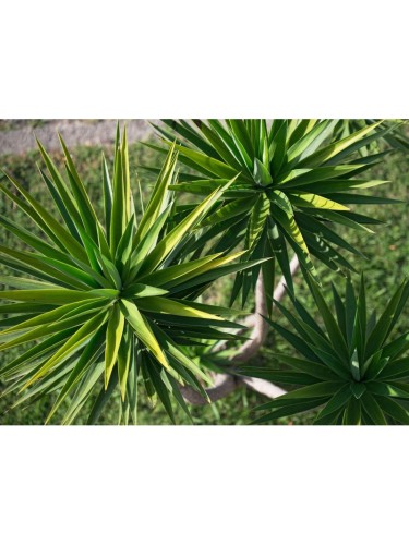 Yucca aloifolia bellissima...