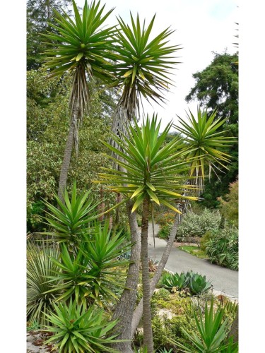 Yucca aloifolia bellissima...