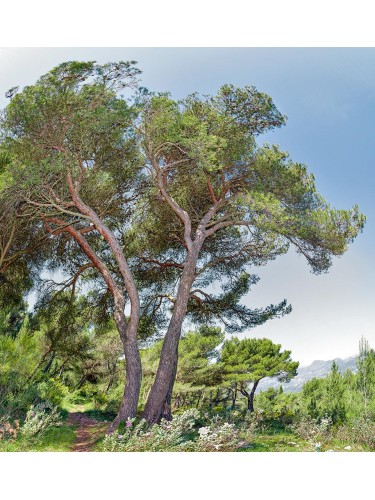 Pino d'Aleppo "Pinus...