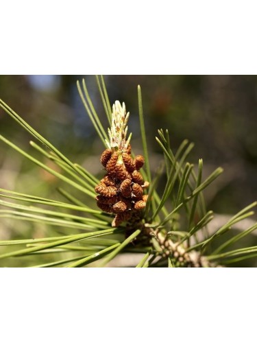 Pino d'Aleppo "Pinus...