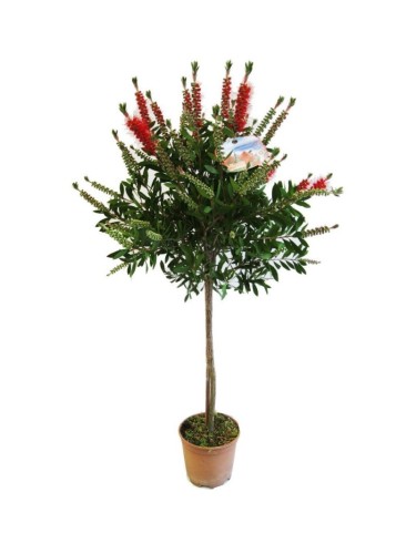 Callistemone "Callistemon...