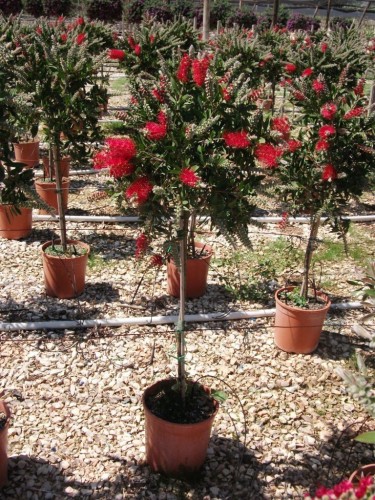 Callistemone "Callistemon...