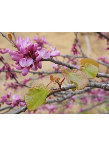 Cercis canadensis pianta in...