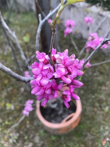 Cercis canadensis pianta in...