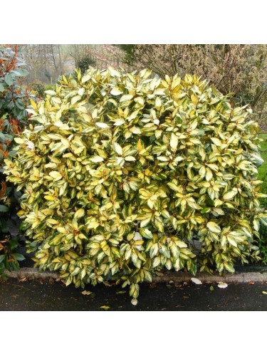 Eleagno variegato "Eleagnus...