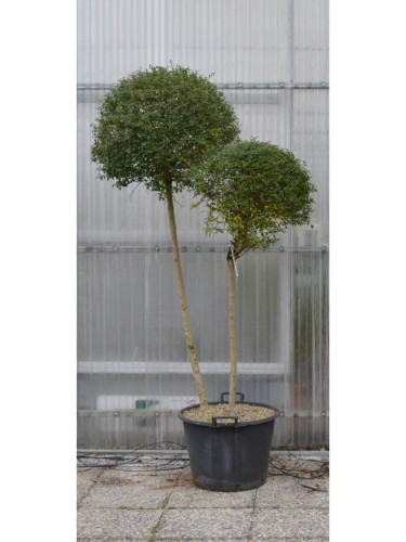 Ligustro "Ligustrum...