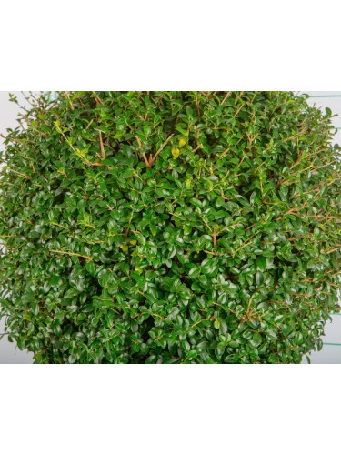 Ligustro "Ligustrum...