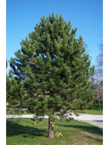 Pino nero"Pinus nigra"...