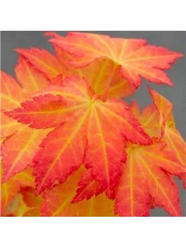 Acero rosso giapponese...