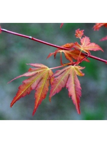 Acero rosso giapponese...