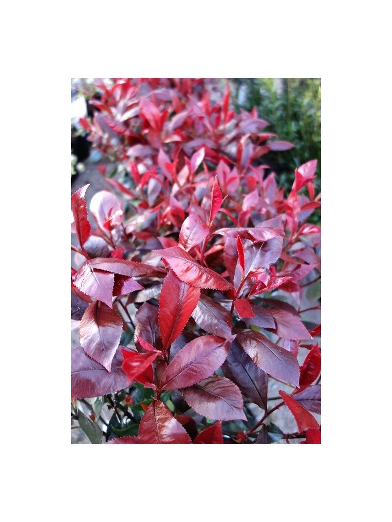 Bosso Comune Buxus Sempervirens - Pianta Da Siepe Sempreverde In Vaso &oslash;18 Cm, H. 40-60 Cm, Da Vivaio