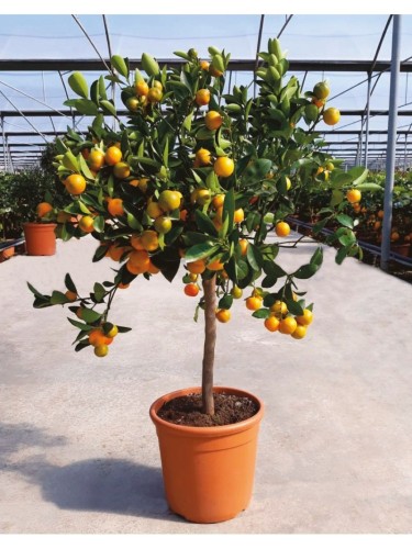 Calamondino Calamandino...