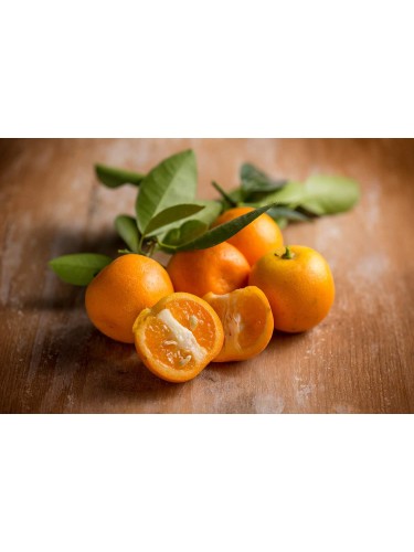Calamondino Calamandino...