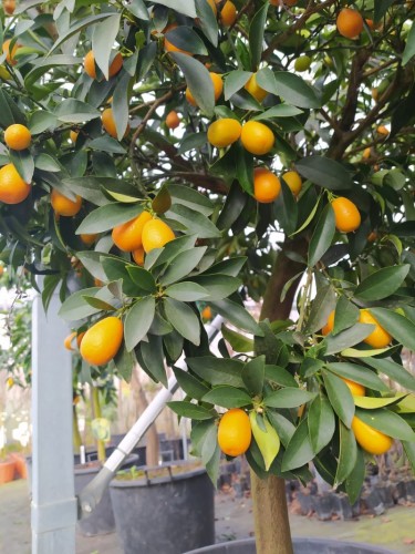Kumquat "Fortunella...