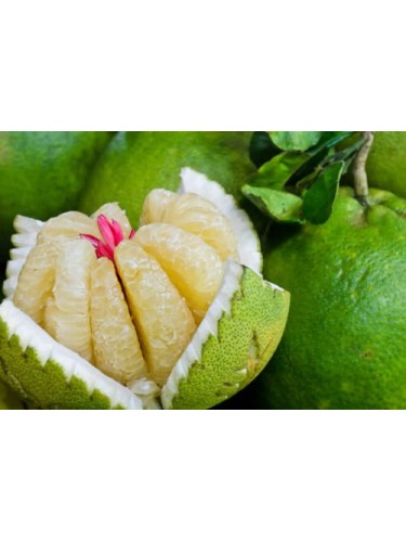 Pomelo Pummelo "Citrus...