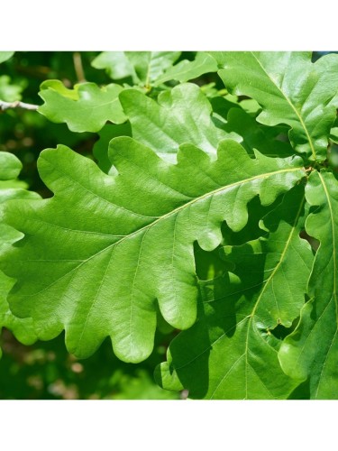 Farnia "Quercus robur"...
