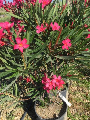Oleandro "Nerium Oleander"...