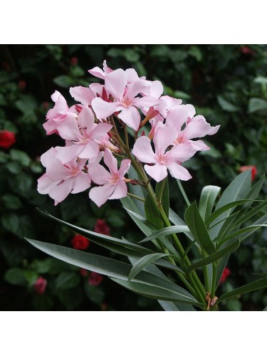 Oleandro "Nerium Oleander"...