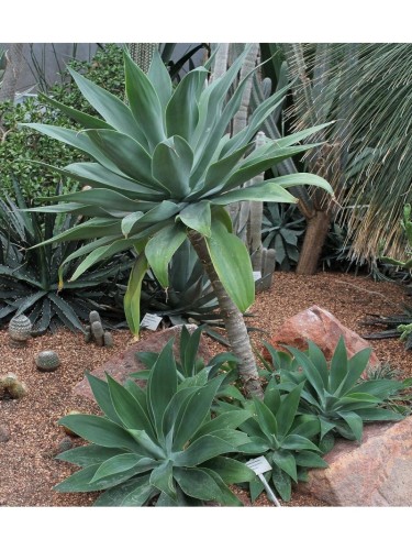 Agave Attenuata "Foxtail...