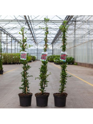 Piracanta rossa "Pyracantha...