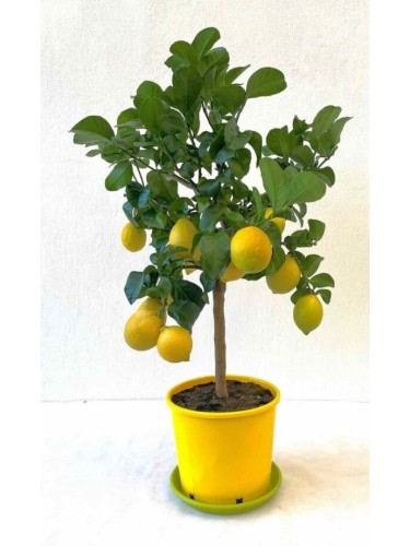 Limone Carrubaro "Citrus...