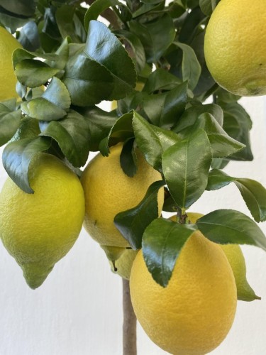 Limone Carrubaro "Citrus...