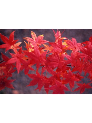 Acero rosso giapponese...