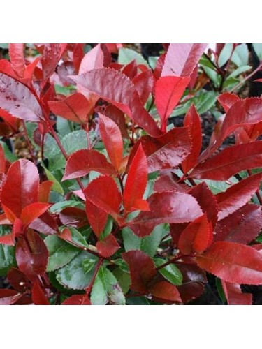 Fotinia "Photinia x fraseri...