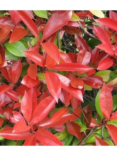 Fotinia "Photinia x fraseri...