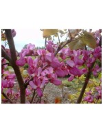 Cercis siliquastrum "Albero...