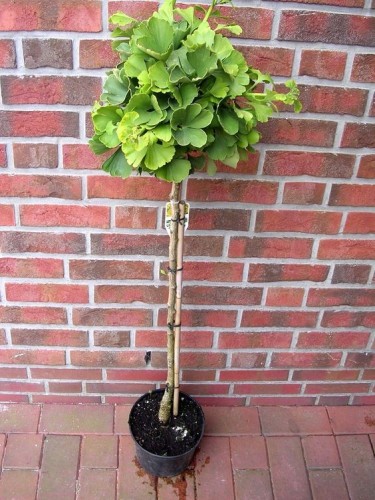 Ginkgo biloba pianta in...