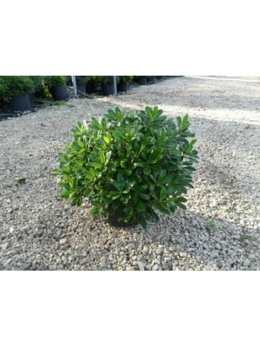 Pitosforo "Pittosporum...