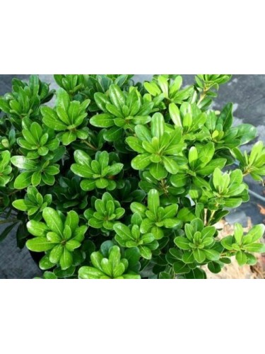 Pitosforo "Pittosporum...