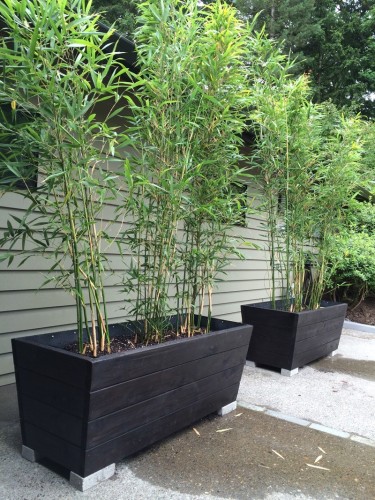 Bambù "Bambusa" Bamboo...