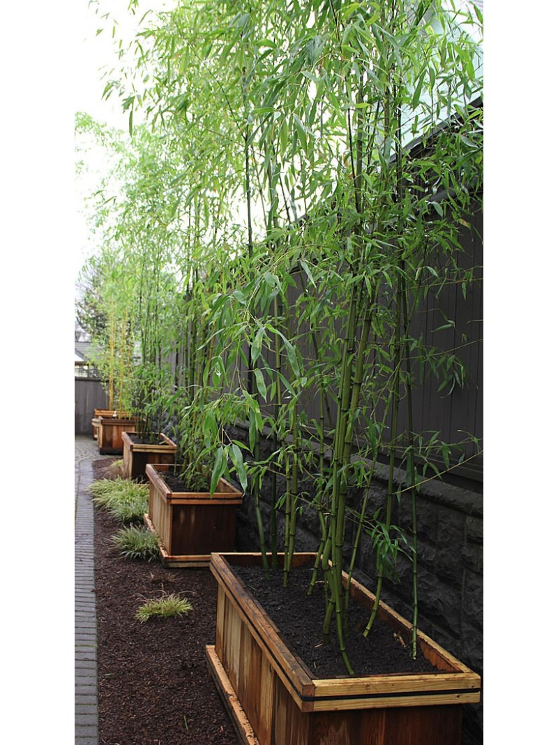 Bambù Bambusa, pianta cinese in vaso, 20 cm h. 2 mt