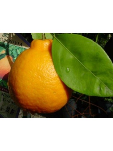 Pianta di Mapo " Citrus ×...