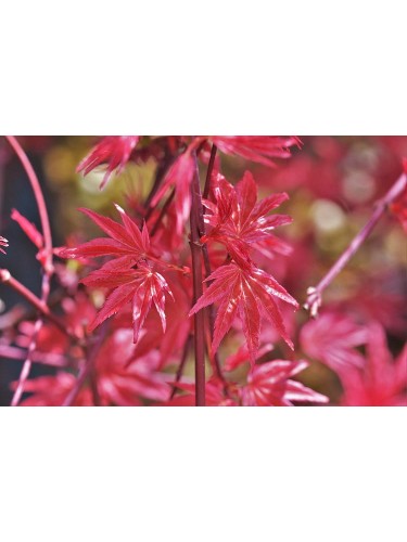 Acero rosso giapponese...