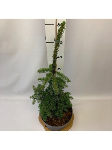 Picea omorika Abete...