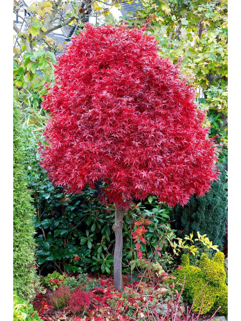 Acero rosso giapponese Acer palmatum Fireglow pianta in vaso ø29 cm  Vivaio di Castelletto