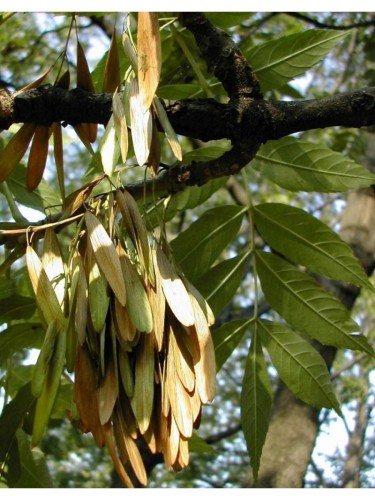 Frassino comune "Fraxinus...