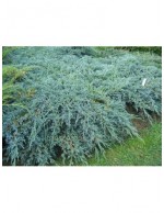 Ginepro cinese "Juniperus...