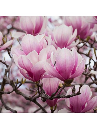 Magnolia giapponese...