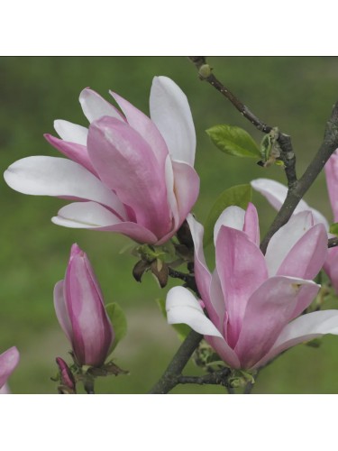 Magnolia stellata "Magnolia...