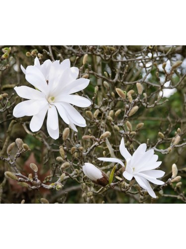 Magnolia stellata pianta in...