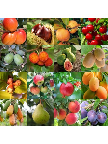 Ciliegio pianta da frutta...