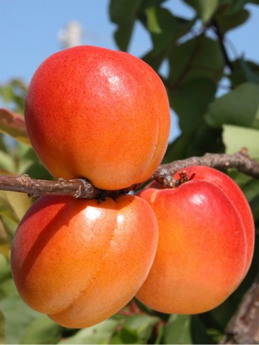 Ciliegio pianta da frutta...