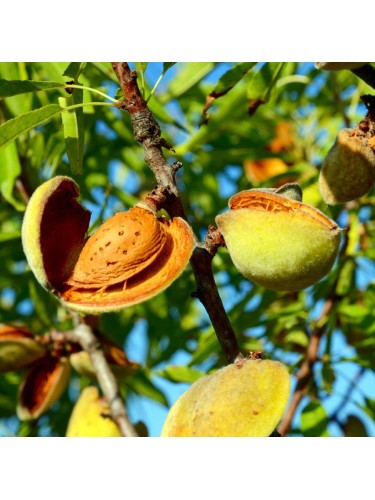 Ciliegio pianta da frutta...