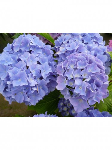 Ortensia "Hydrangea...