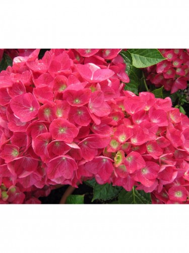 Ortensia "Hydrangea...