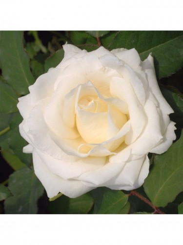 Rosa rampicante bianca...